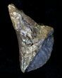 Large Rooted Triceratops Tooth - Montana #21601-1